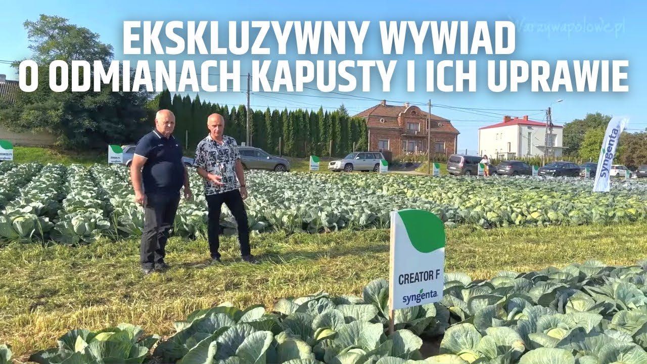 Ekskluzywny wywiad o odmianach kapusty i ich uprawie (cz. I)