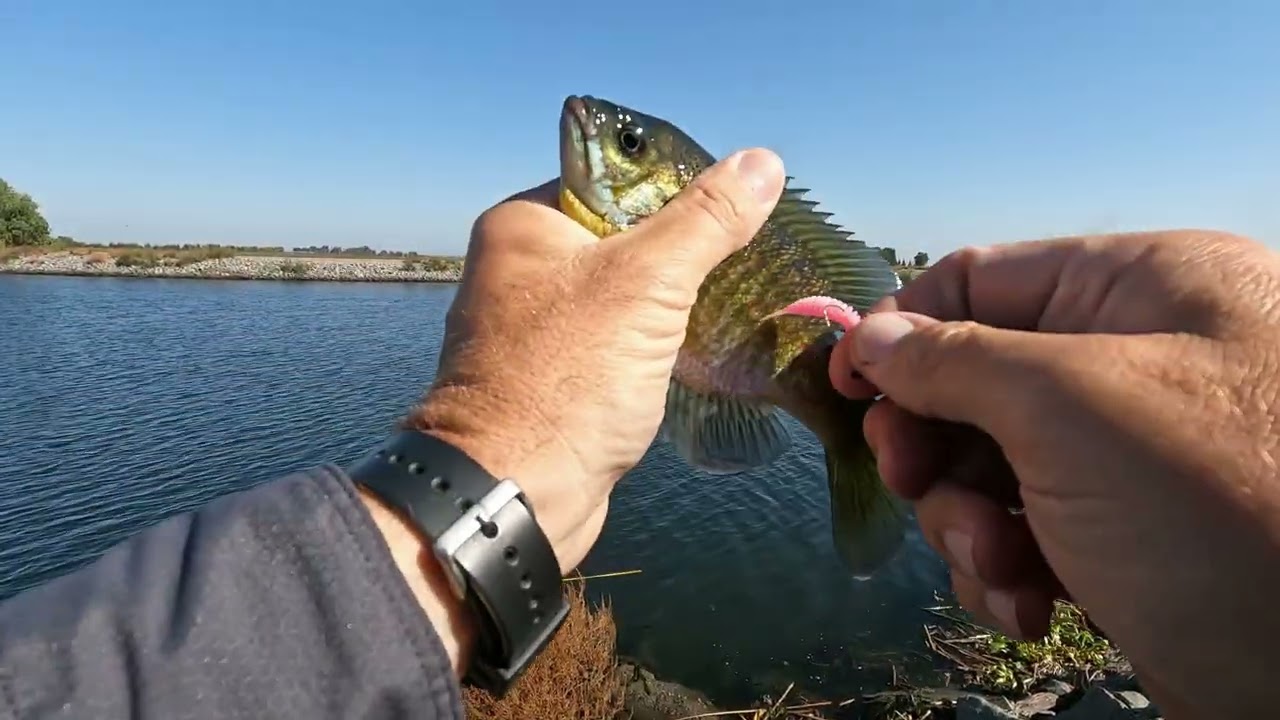 Flexing the Pink Flex Bug catching Bluegills Red Ears & Crappie in Stockton Ca w/ Bonus Footage