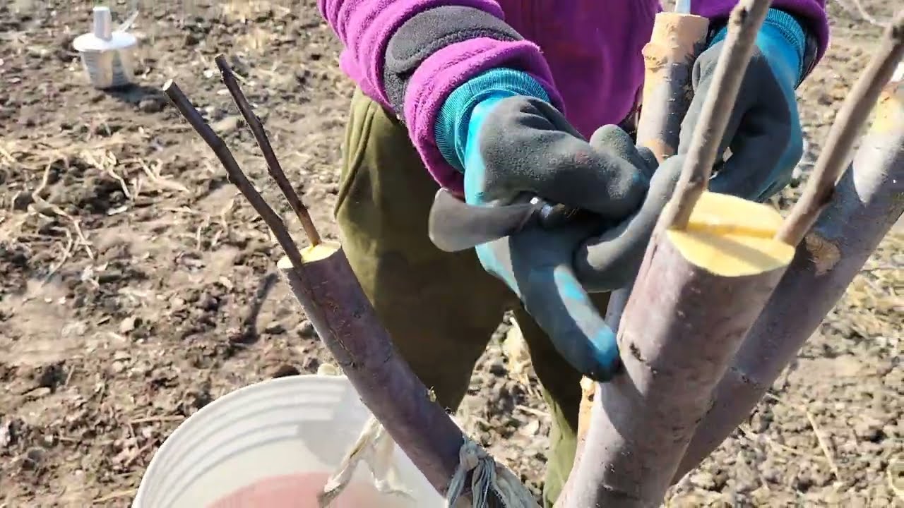 Learn to graft and teach others. #new Apple Varieties # Grafting techniques