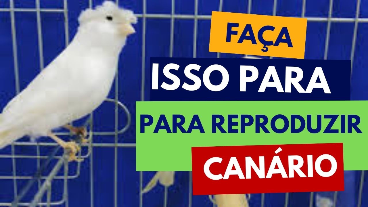 #073 Se você não fizer desta forma, em junho seus Canários não estarão prontos para reprodução!