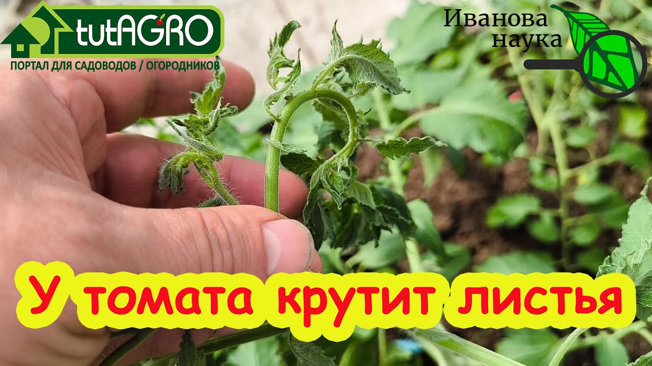МОЩНАЯ ПОДКОРМКА ТОМАТОВ НА ЗАКЛАДКУ КИСТЕЙ! Увеличьте урожай четырьмя проверенными способами.