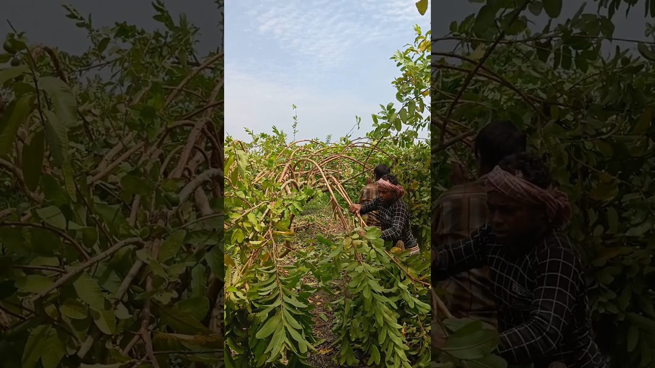Bending and Pruning of Guava plant for better production #shorts #short #shortvideo