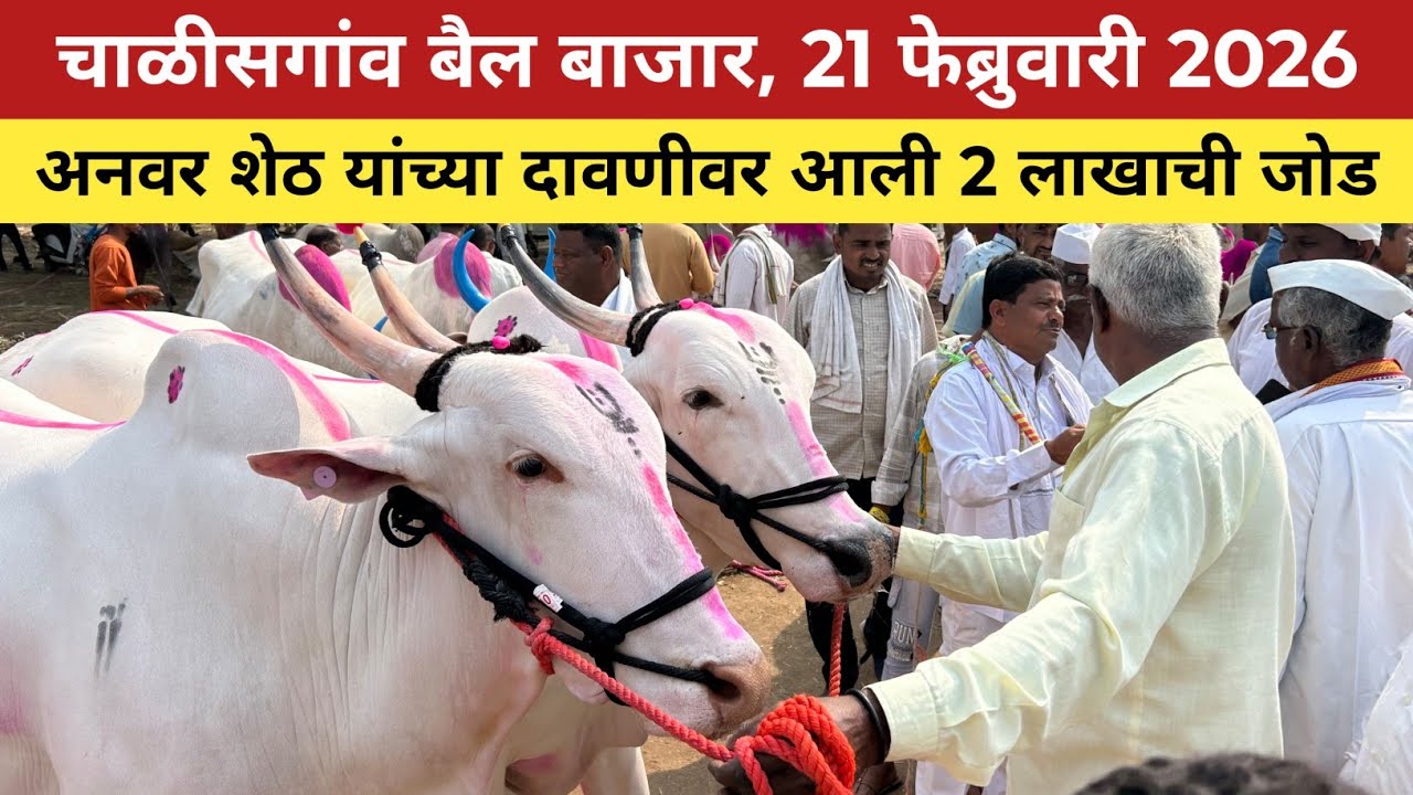 🛑Live चाळीसगांव बैल बाजार, 21 फेब्रुवारी 2026 | अनवर शेठ यांच्या दावणीवर आली 2 लाख रुपयांची बैलजोडी😱