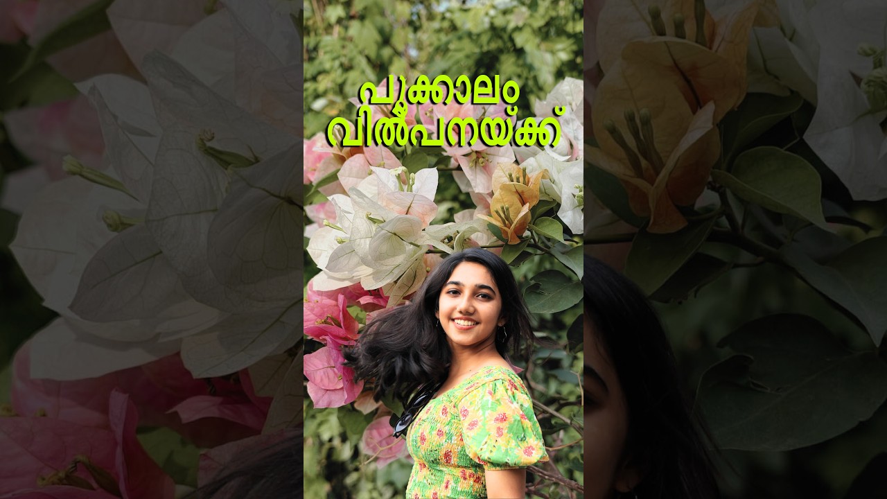 ഒന്ന് രണ്ട് ചെടികളും വാങ്ങാൻ പറ്റുന്ന 5 wholesale ബോഗൈൻവില്ലേ ഗാർഡനുകൾ തൃശൂർ l കോതമംഗലം l വരാപ്പുഴ I