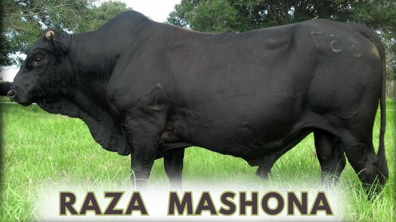 Raza de ganado Mashona y sus resistente características ante el clima seco.