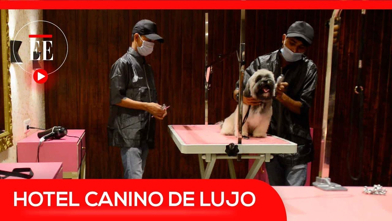 As&iacute; es un hotel de lujo para perros | El Espectador