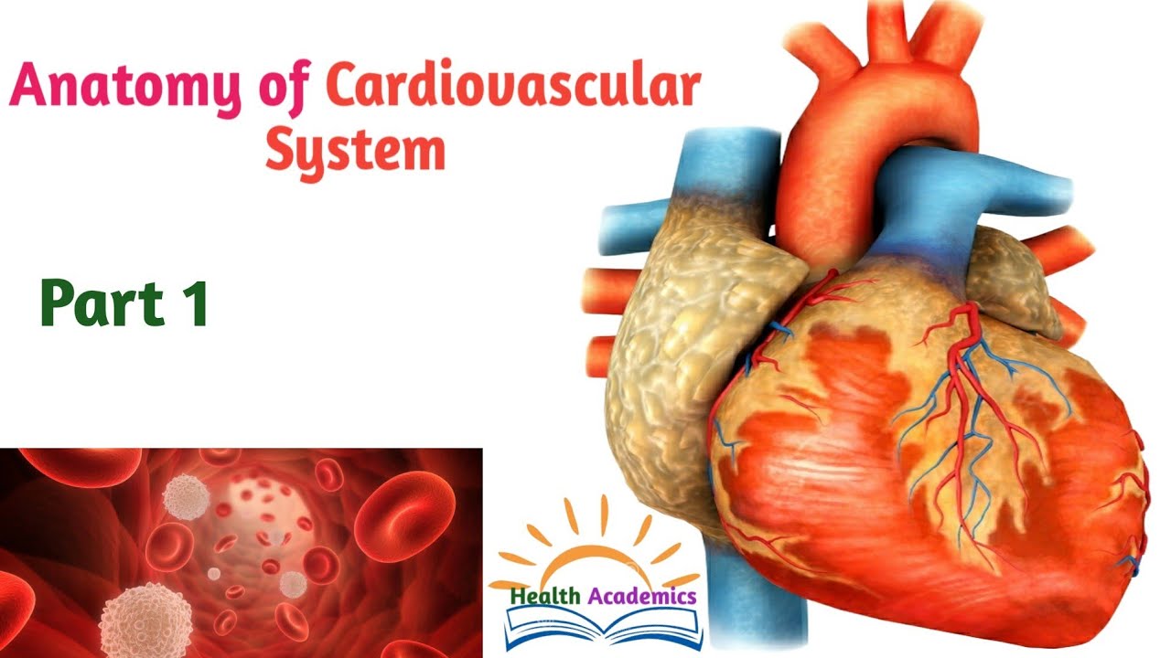 Anatomy of Cardiovascular System, Circulatory System, Part 1, Interesting Video with Amharic Speech