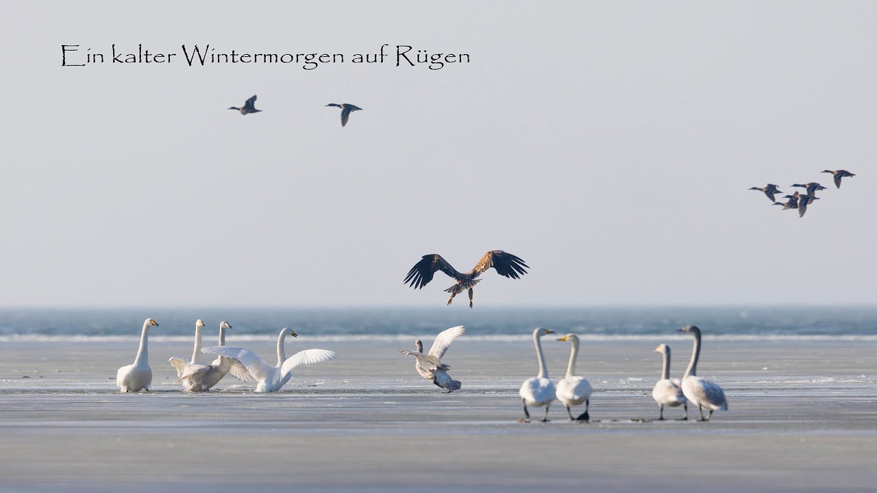 Winter auf Rügen Singschwäne und Seeadler