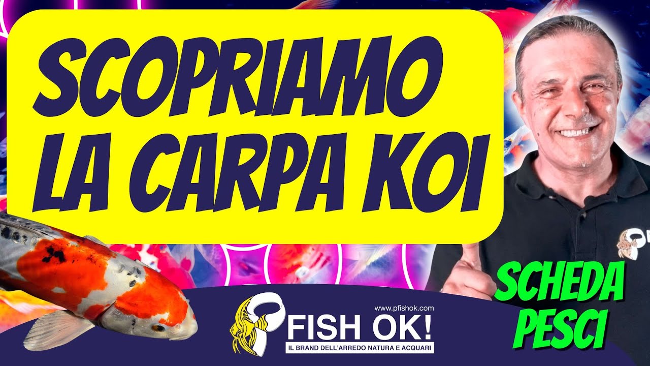 🐟 Scopriamo la Carpa Koi (Scheda e caratteristiche)