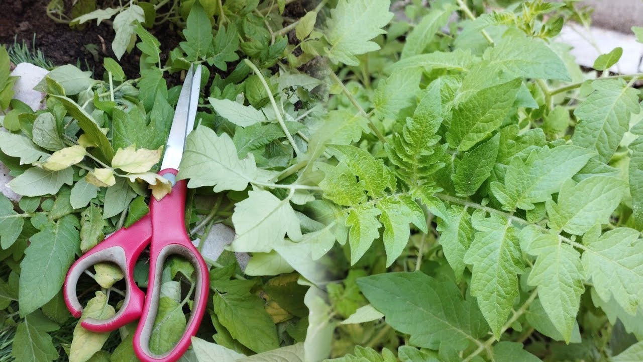 How To Prune Your Tomatoes 