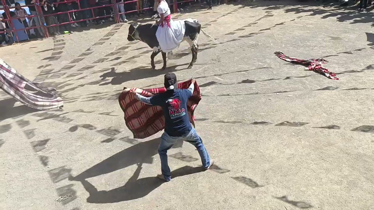 MONTA DE LA PAYASA. JARIPEO SAN PEDRO CAJONOS 2025