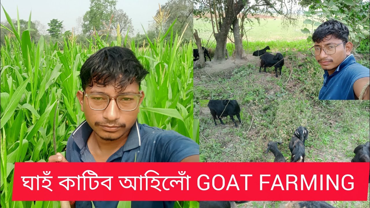 ঘাহঁ কাটিব আহিলোঁ !! Goat farming in Assam !!Hirak111 #goatfarm #farming #sagoli #sagolifarm #27