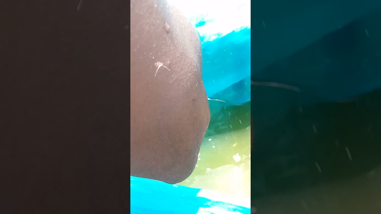 Tilapia fry's and eggs collection #trending #viral #nature #shots #video #africa #aquaculture