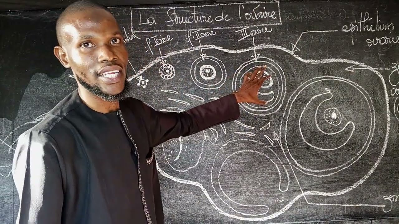 Svt _TS_TL: La Structure de l'ovaire