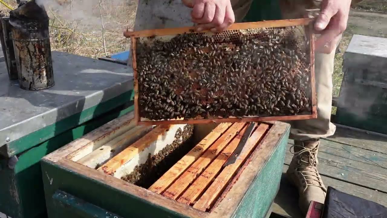 Расширение гнезд пчел и постановка магазинов  Конец марта