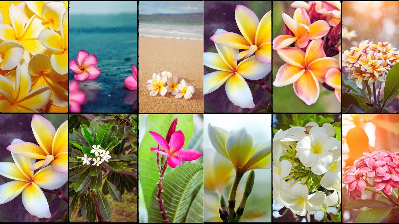 PLUMERIA VARIETIES - Plants Weekly