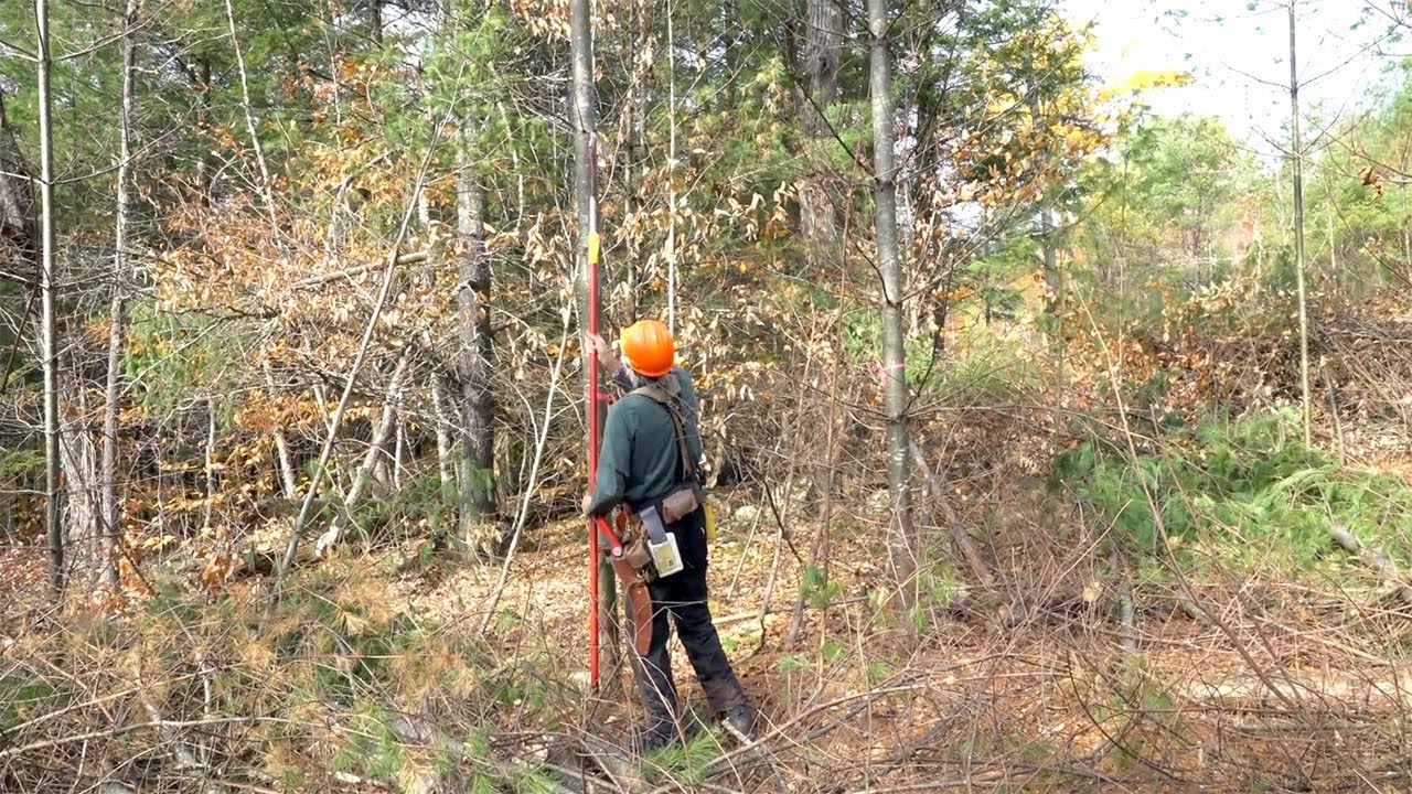 LIMBZIPPER&trade; PRUNING SYSTEM // How much time needed to prune pine tree to 18