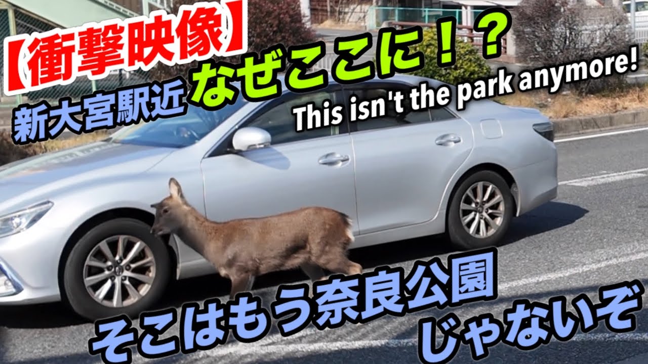 【衝撃映像】なぜここに！？ そこはもう奈良公園じゃないぞ This isn't the park anymore!