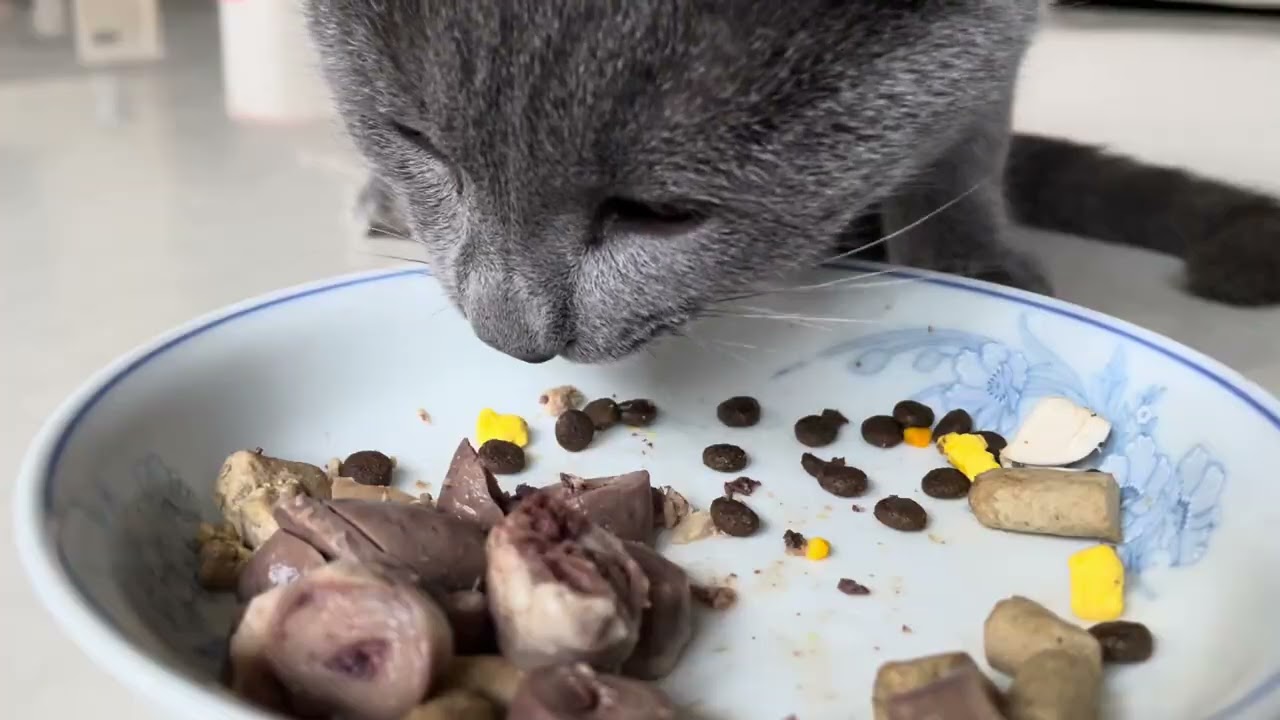 Watch Yezi DEVOUR: The Ultimate High-Value Treat for Our Three-Legged Cat (ASMR Feast!) 🥩