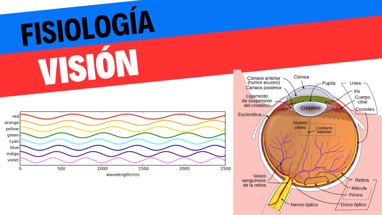 Neuroanatomía y fisiología de la visión.  Parte 1. Neurociencias 21