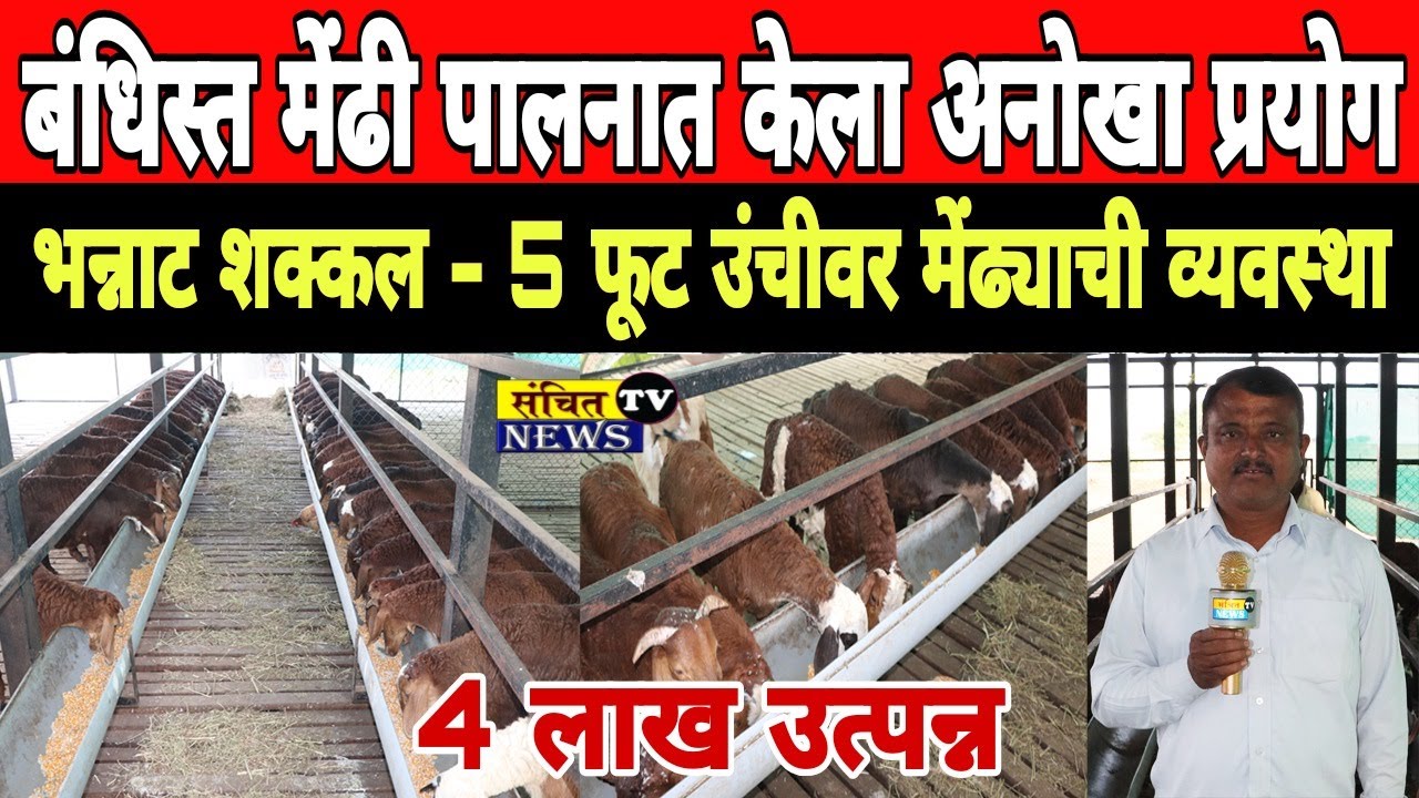 कोंतेव बोबलाद: अनोखे बंदिस्त मेंढीपालन करून प्रताप जगताप कमवितात 4 लाख रुपये | Mendhi Palan