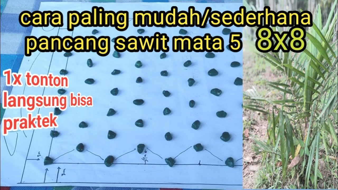Cara mudah pancang sawit mata 5 dengan ukuran 8x8