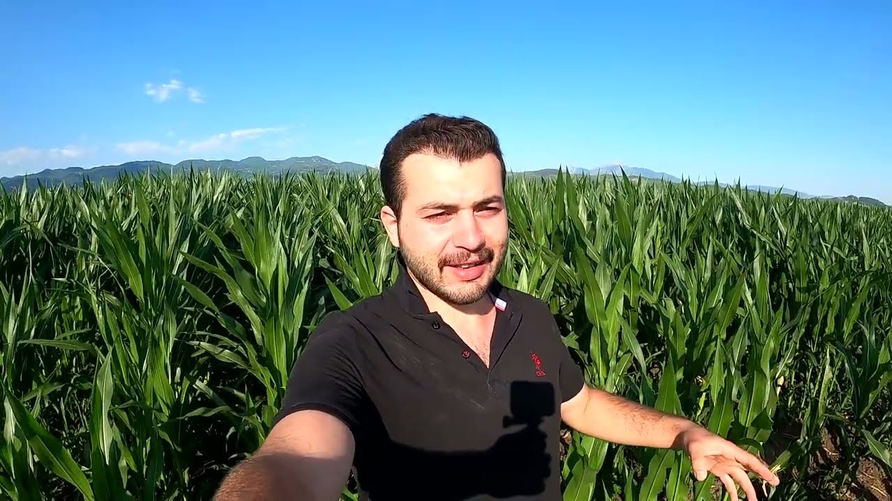 Görevimiz Mısır 🌽 || Mısırlar hiç sulama yapılmadan 2 metre oldu