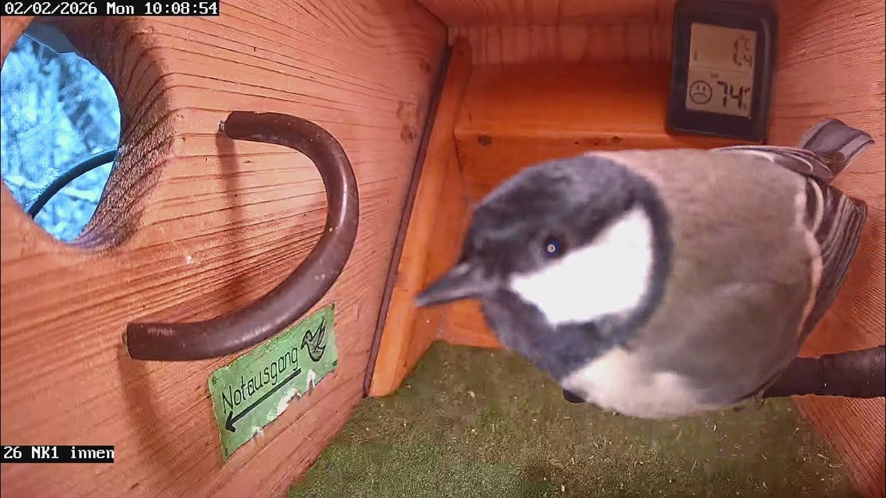 Kohlmeise im NK 1 😍 (02.02.2026) 