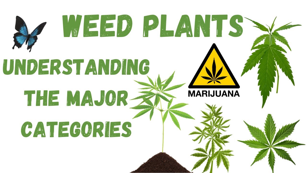 Weed Plants: Understanding the Major Types and Categories Explained #plantliteracy #thegardening