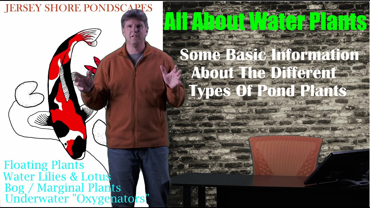 All About Aquatic Pond Plants