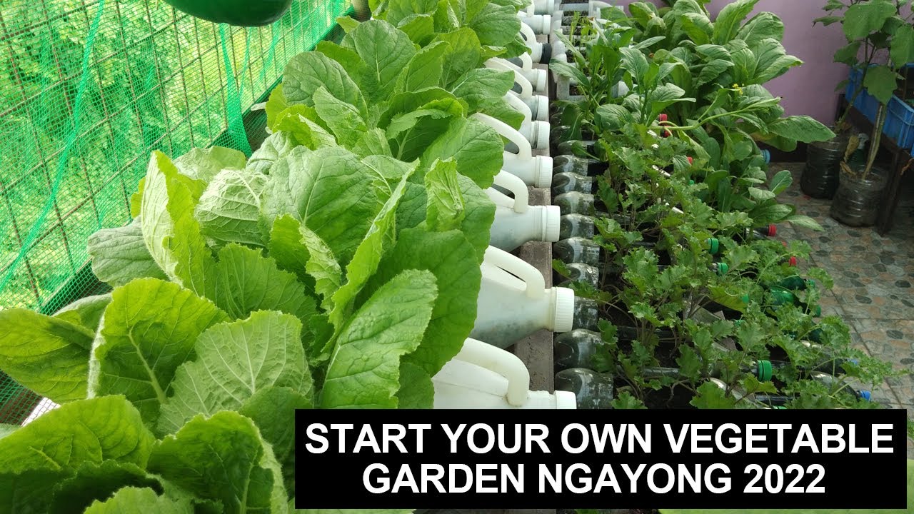 UMPISAHAN NANG MAGTANIM NG GULAY NGAYONG 2022