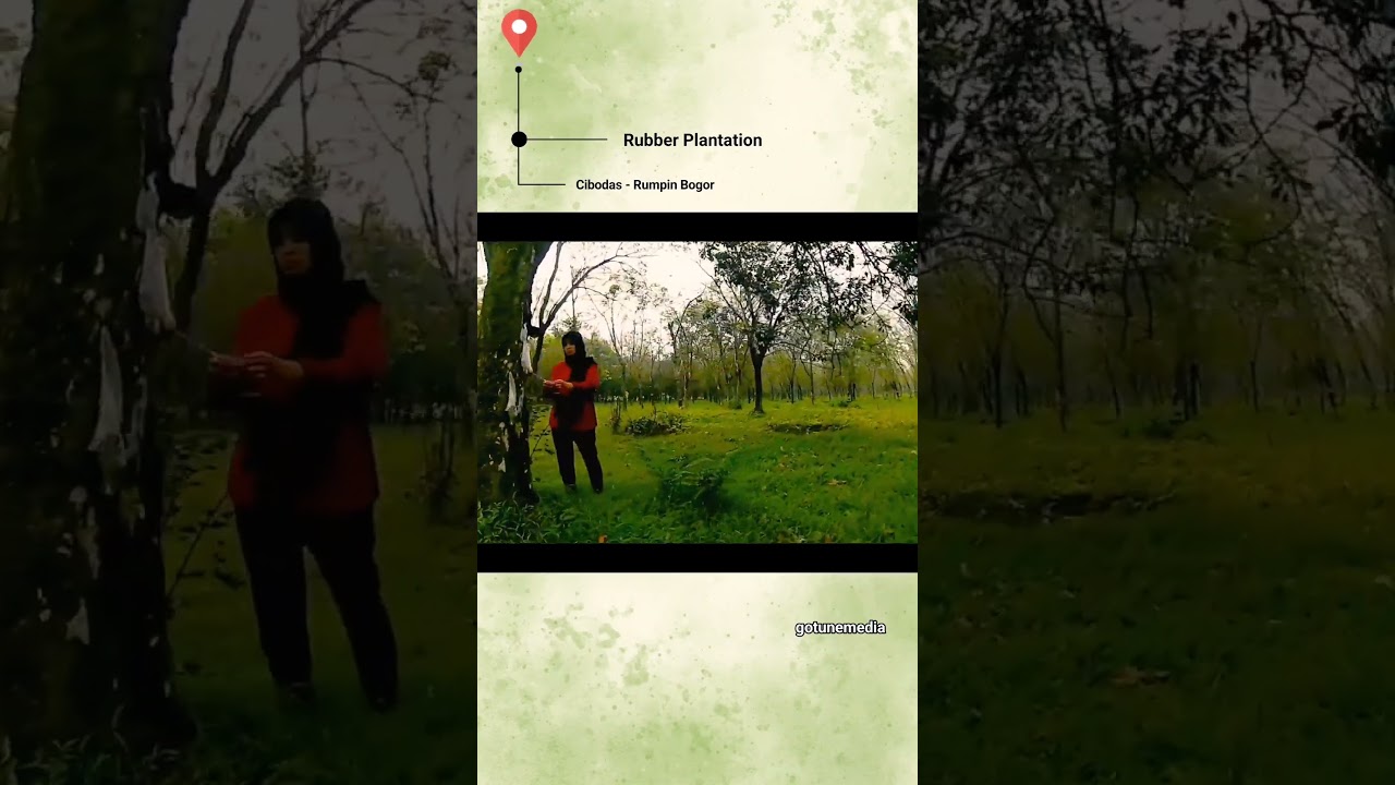 Rubber Tree Plantation Drone Playground | RUMPIN BOGOR #fpvadventures #fpvlife  #dronevideo #fpv