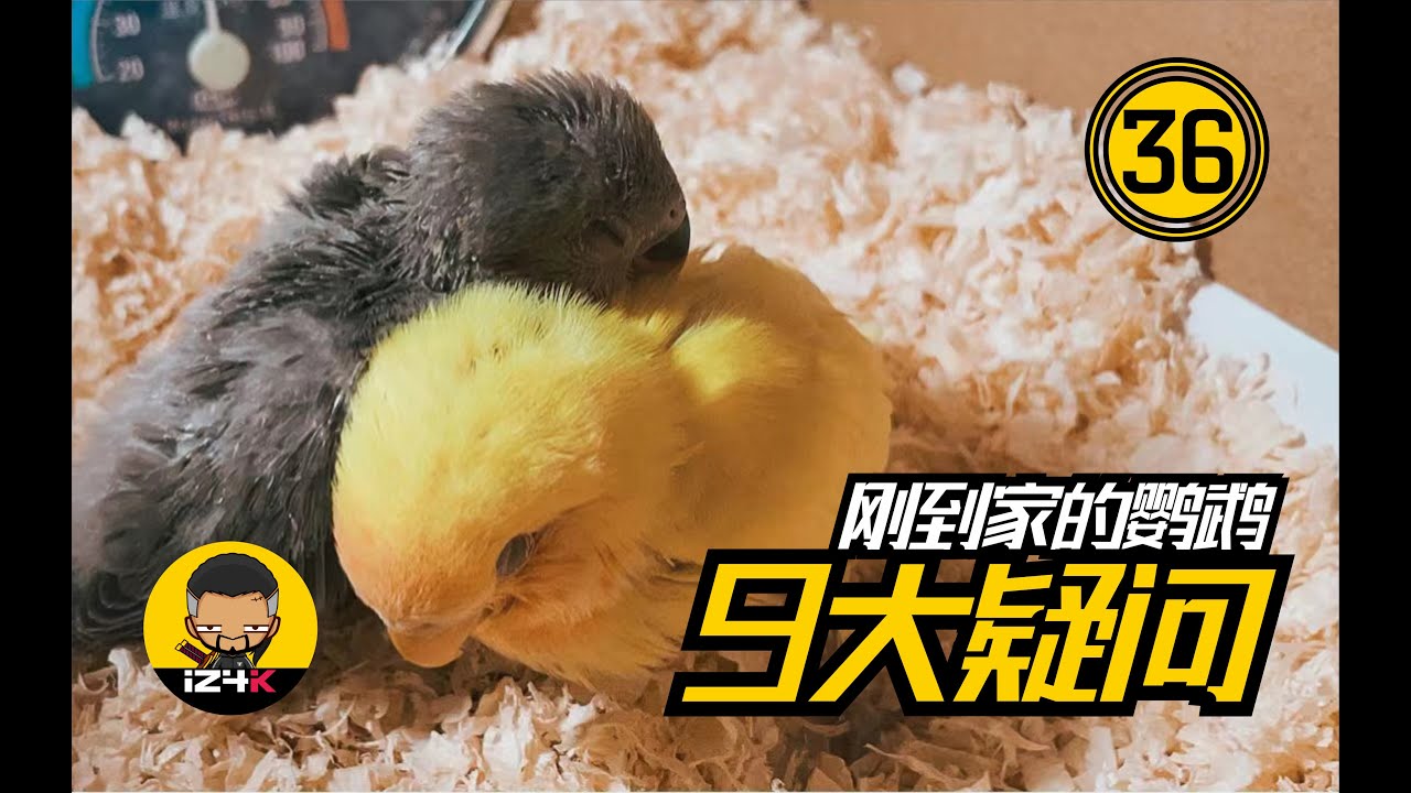 新到家的鹦鹉9大问题【#36】手养鹦鹉接鸡知识问答~新手接鸡必须知道的事~ | 鹦鹉饲养 |  鹦鹉训练 |