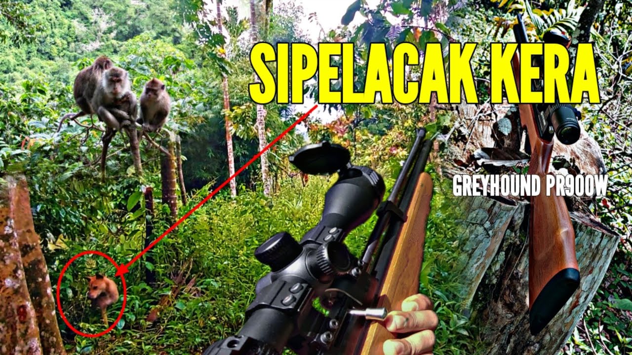 MELACAK PARA KERA MENGGUNAKAN ANJING, KERANYA NGAK BISA KABUR