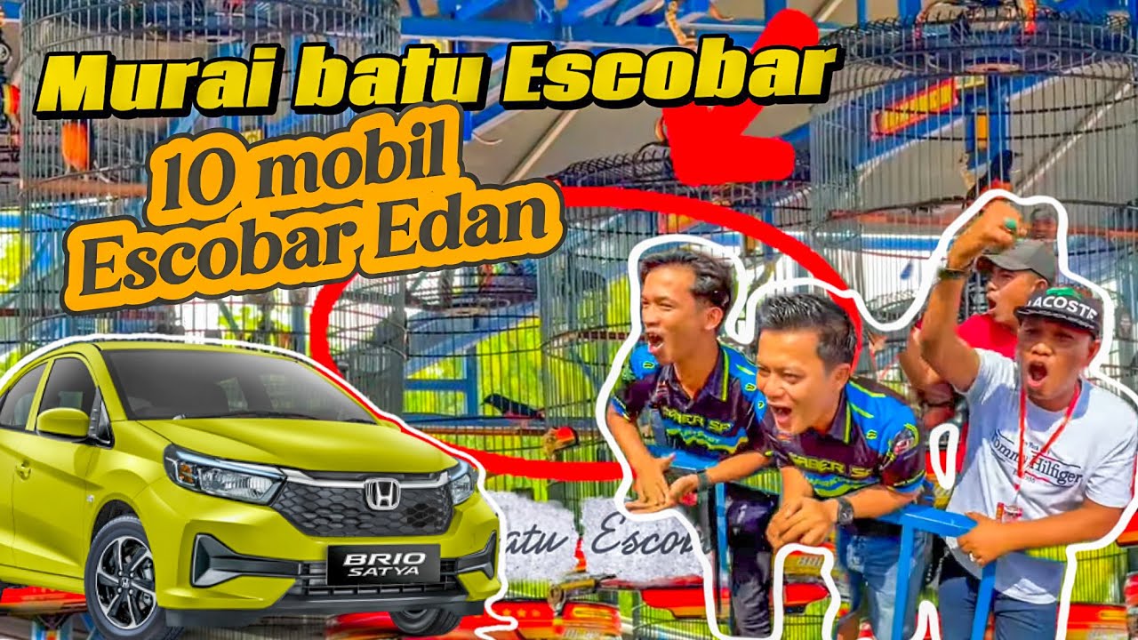 MURAI BATU TIADA LAWAN ESCOBAR!APA HANYA AVATAR YANG BISA MENGALAHAKAN????
