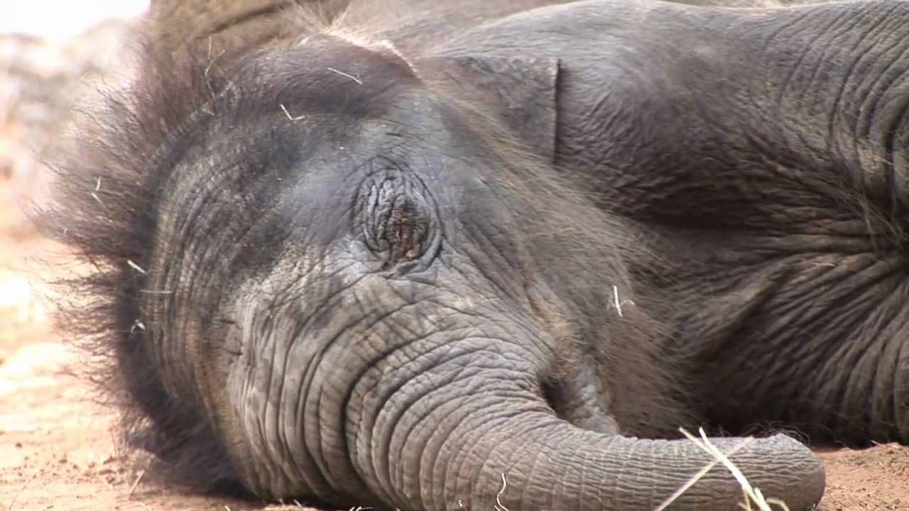 Elephant Baby Boom - Tupelo and Baylor