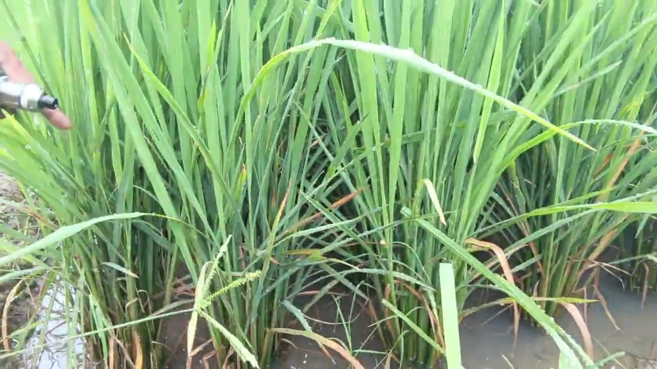 Penijauan lahan padi yg menggunakan pupuk koprasi k-sm, lampung timur