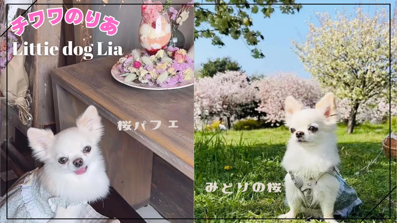 愛犬チワワと朝活🌸ふたりでお花見＆カフェで過ごす休日