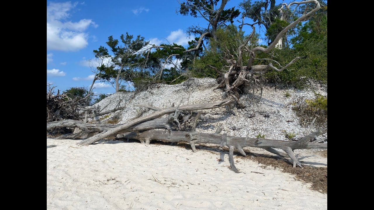 Exploring a Native American shell mound on Shired Island Florida