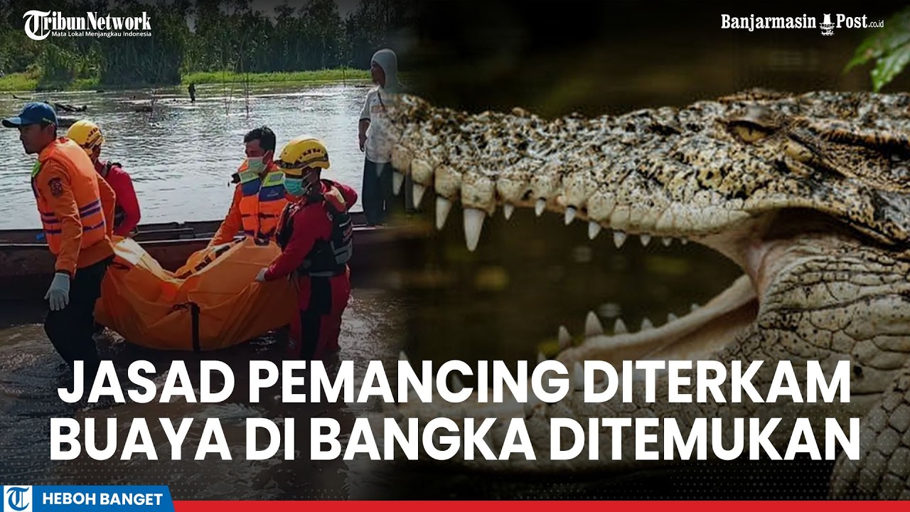 Detik-detik Jasad Jauhari Pemancing Diterkam Buaya Sungai Mendo Ditemukan Tersangkut di Jaring Ikan