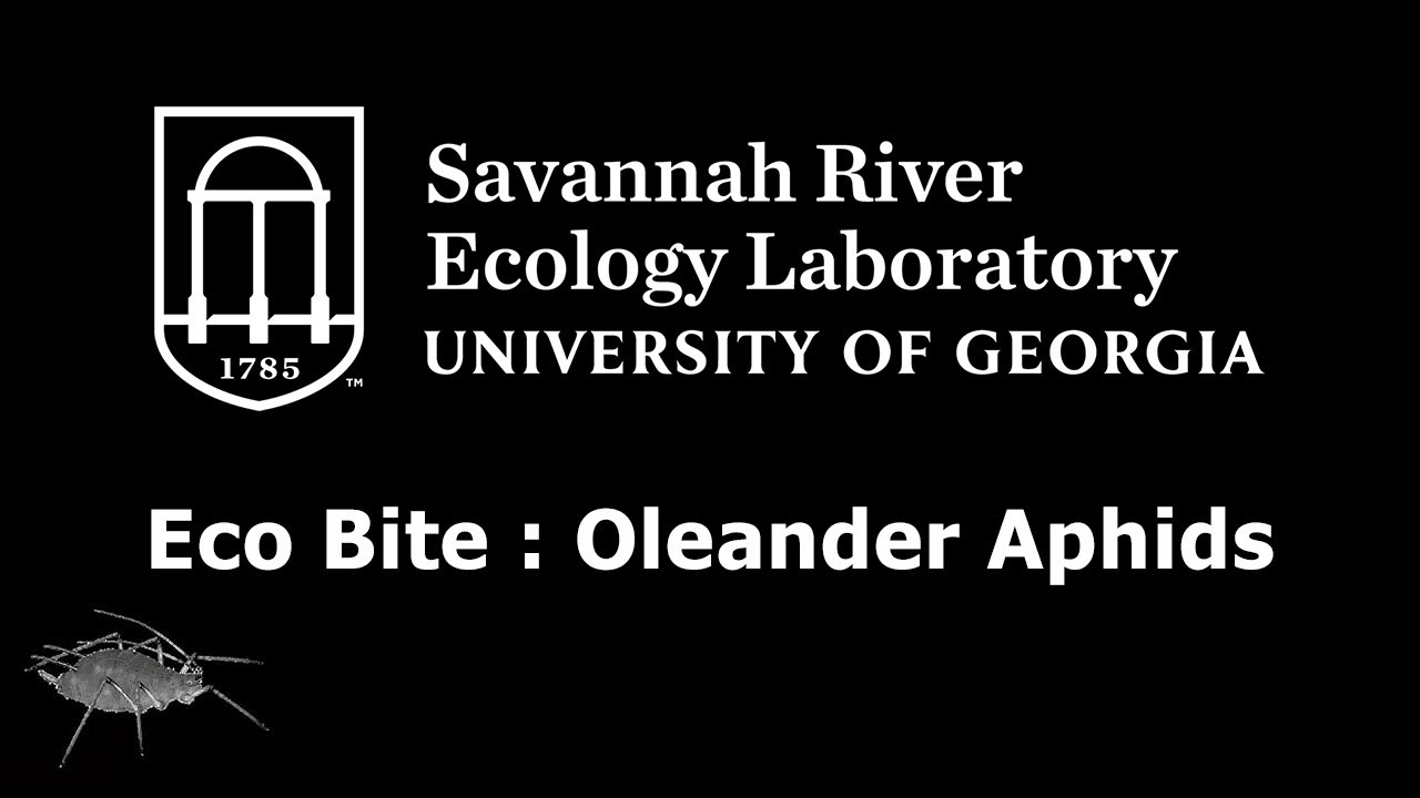 SREL Eco Bite : Oleander Aphid