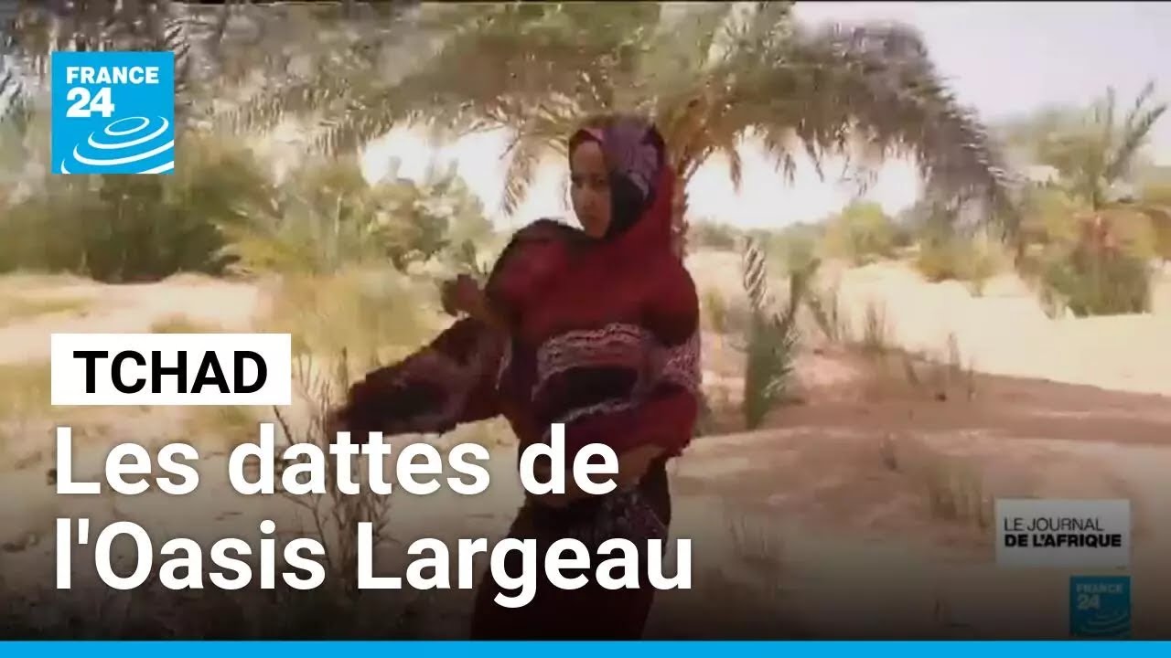 Tchad : les dattes de l'Oasis Largeau, une tradition tchadiano‑libyenne &bull; FRANCE 24