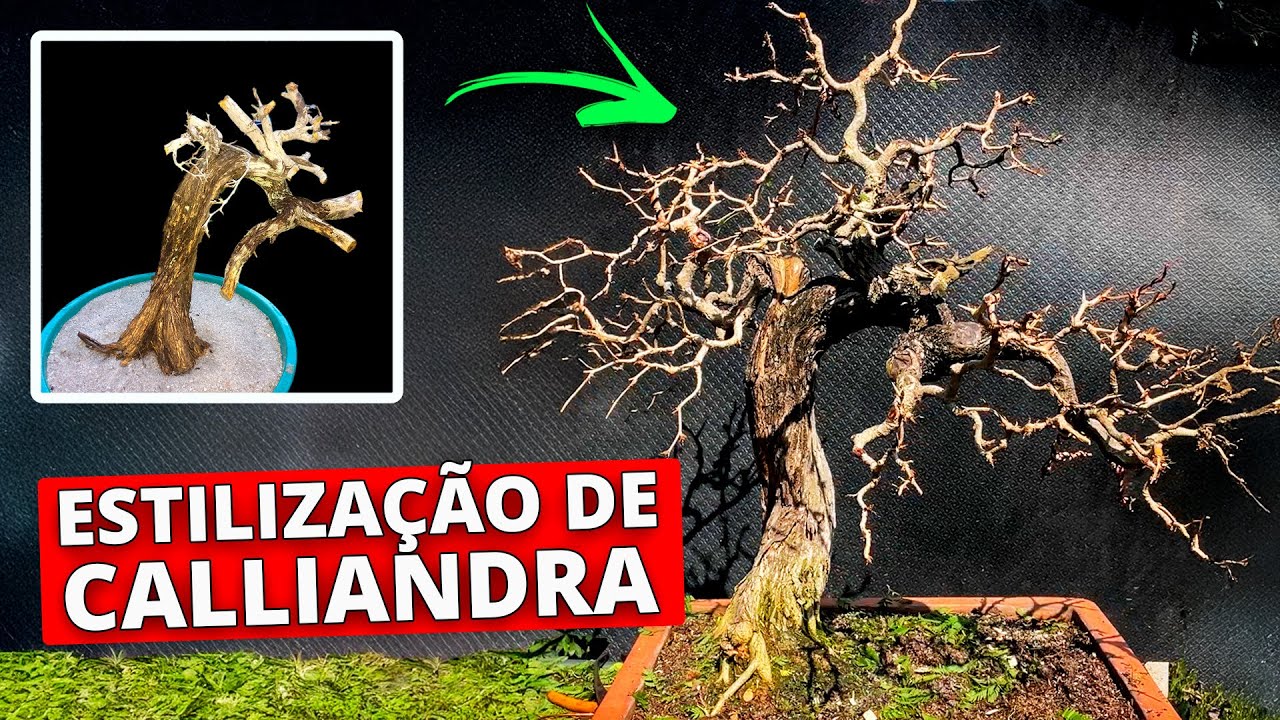 Estilização de Bonsai de 