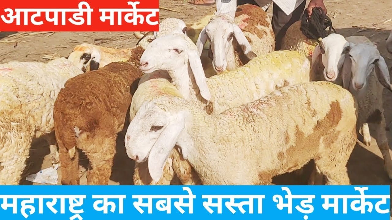 महाराष्ट्रातील सर्वात स्वस्त मेंढ्यांचा बाजार/ भेड़ market/atpadi sheep market.