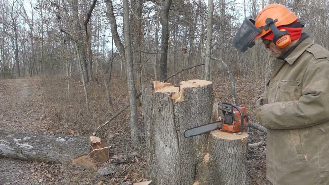 Double Black Oak Snag Drop