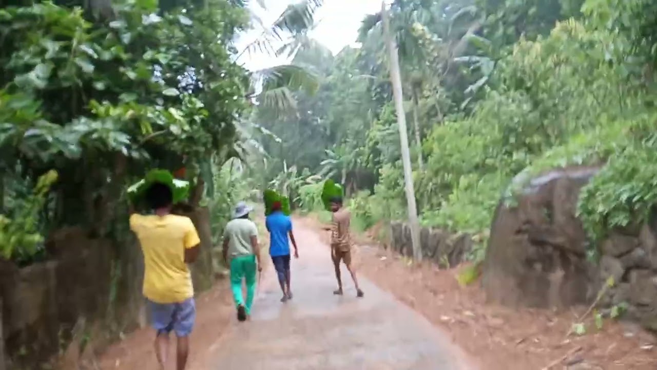 natural umbrella for light rain😁😁Sri Lanka village life