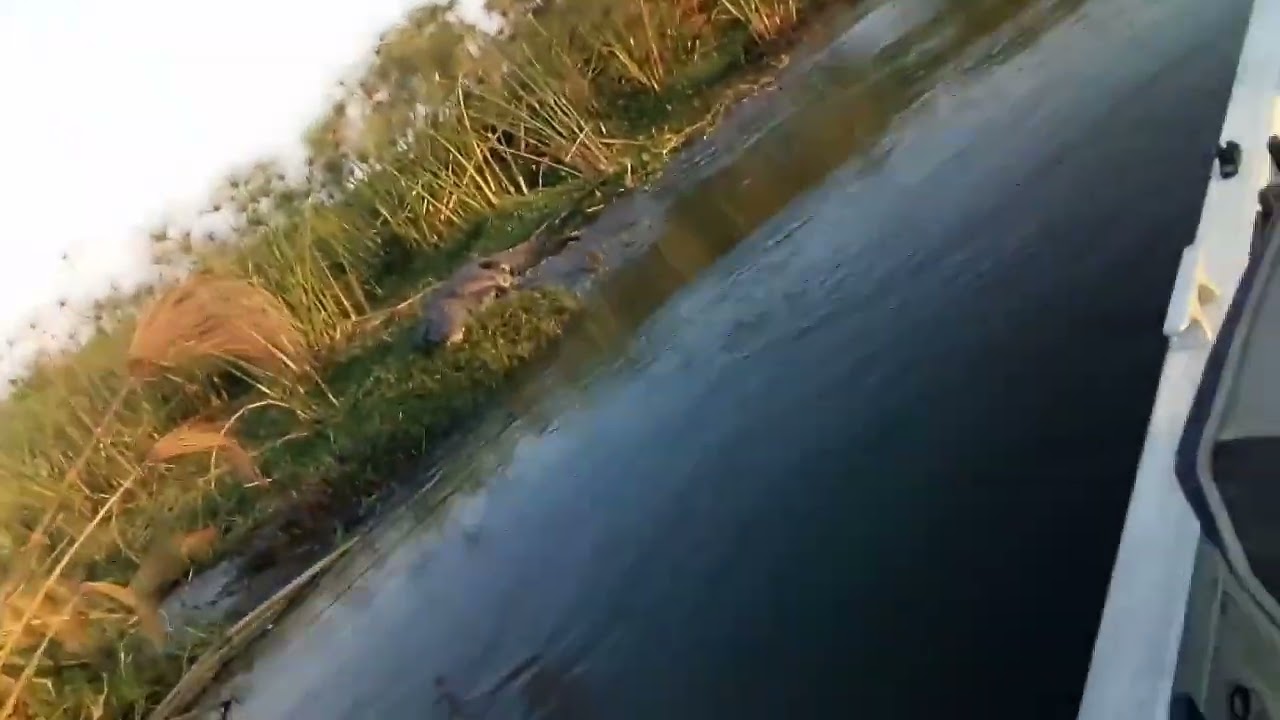 Okavango river crocodile just near shakawe river Lodge in Botswana
