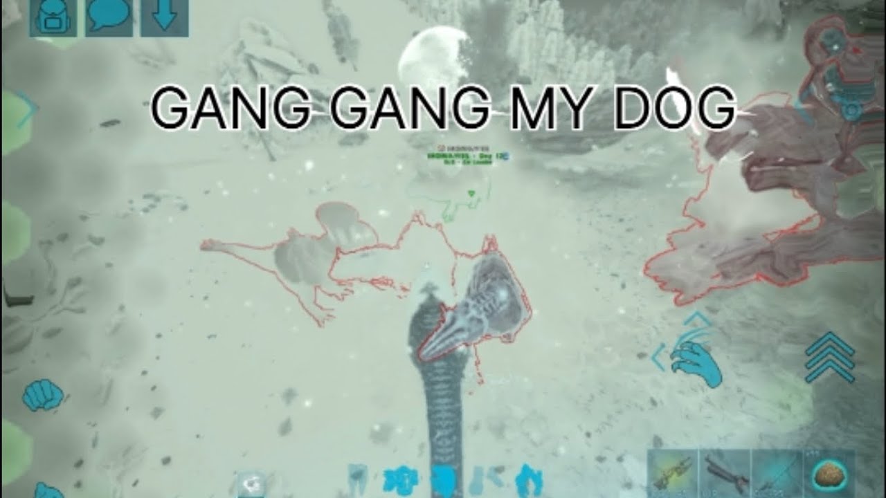 GANG GANG MY DOG , GG FKD BY CR