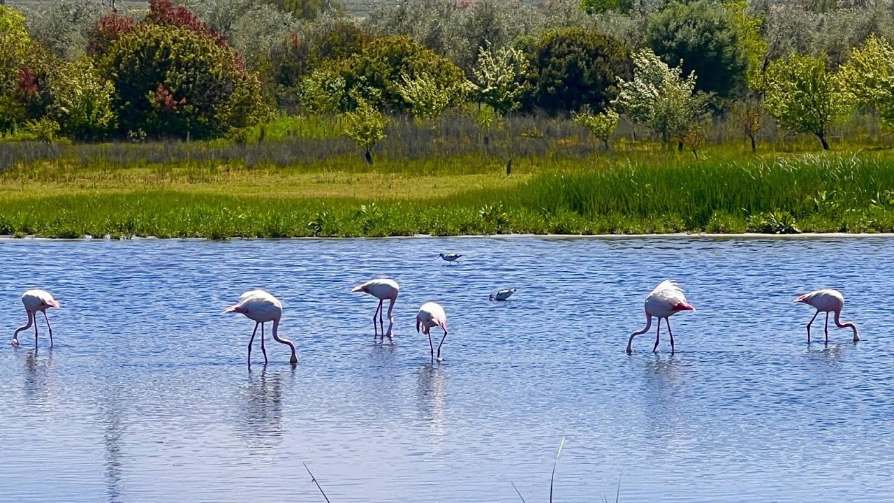 Laguna Fuente de Piedra/ Campillos, Málaga 26/04/2025