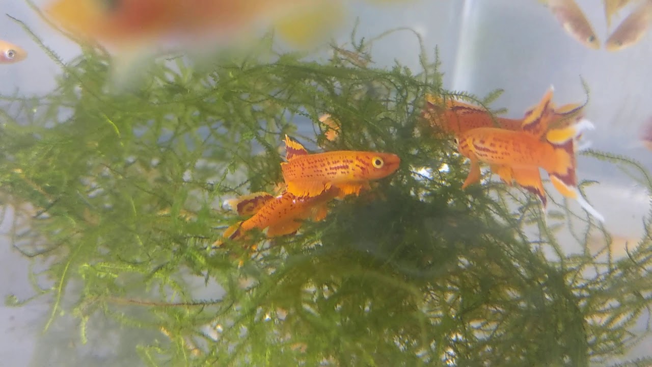 Aphyosemion australe, three mating